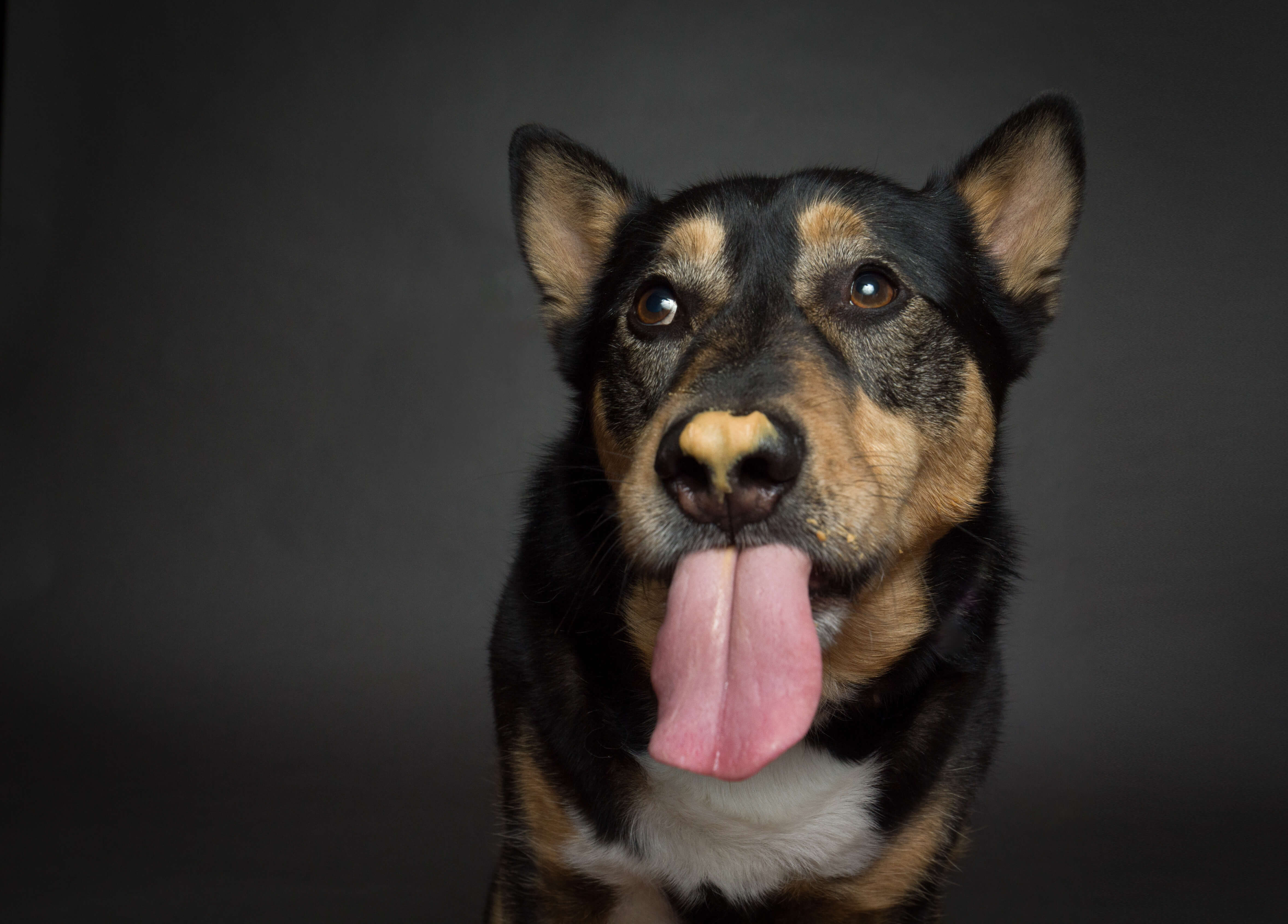 Can Cats Eat Peanut Butter? Here's What You Need to Know 6 dog with peanut butter on nose