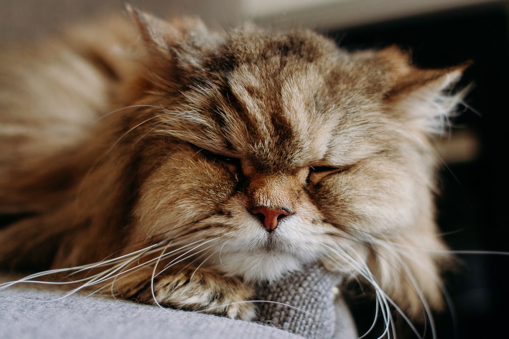 Caring for a Senior Cat: Signs of Old Age 1 Senior Cats