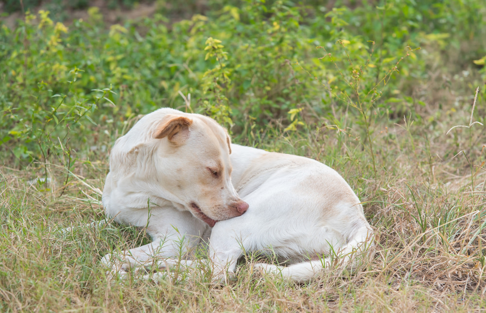 Dog Skin Problems: A Guide to Symptoms and Treatments 2 Signs Your Dog Has Skin Problems