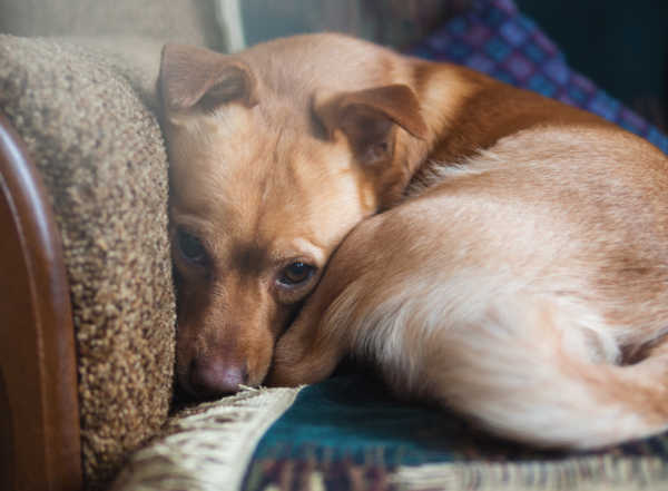 What to Know About Dog Anxiety