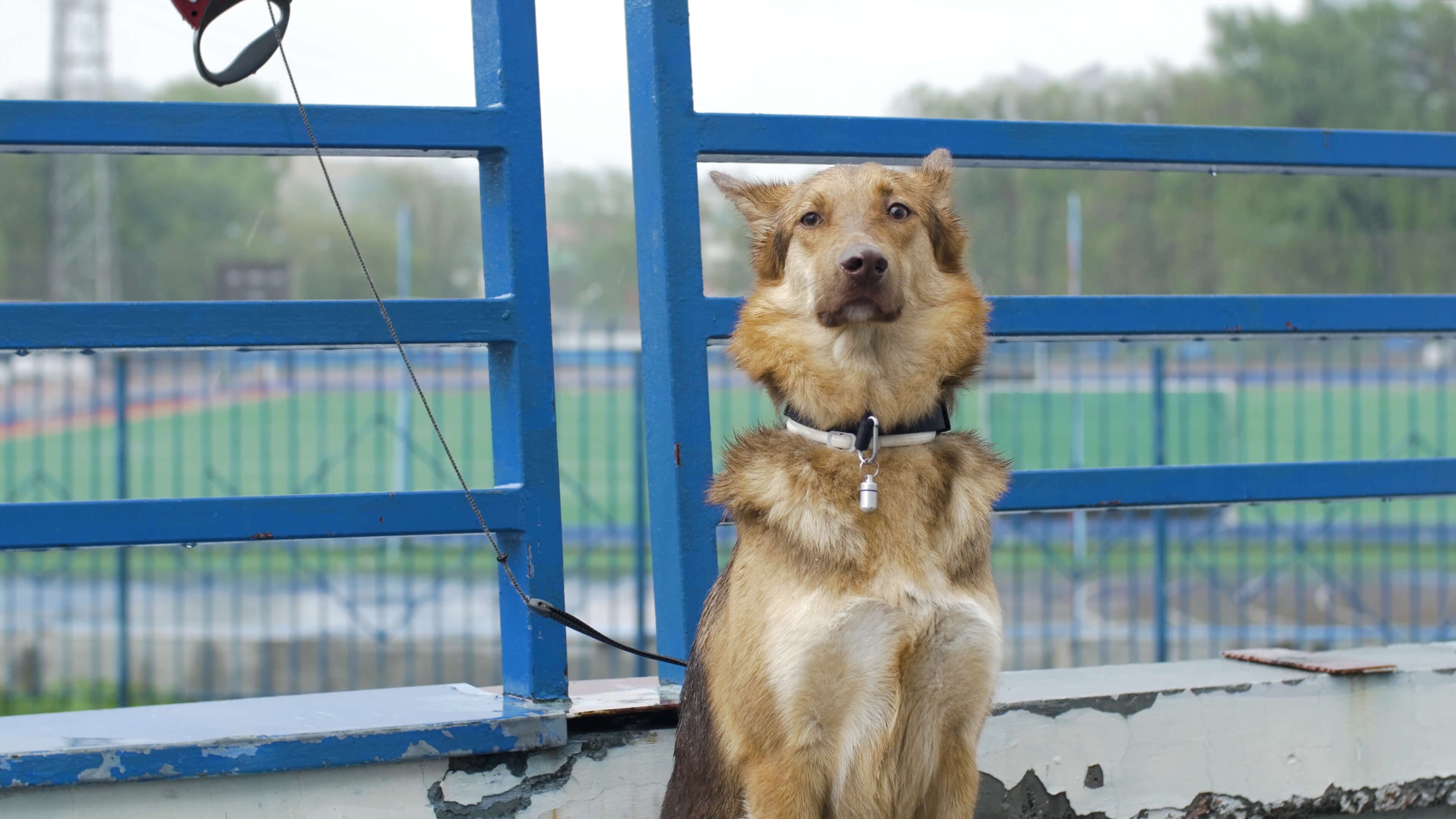 Hurricane Safety for Dogs: How To Protect Your Pup 3 dog tied outside
