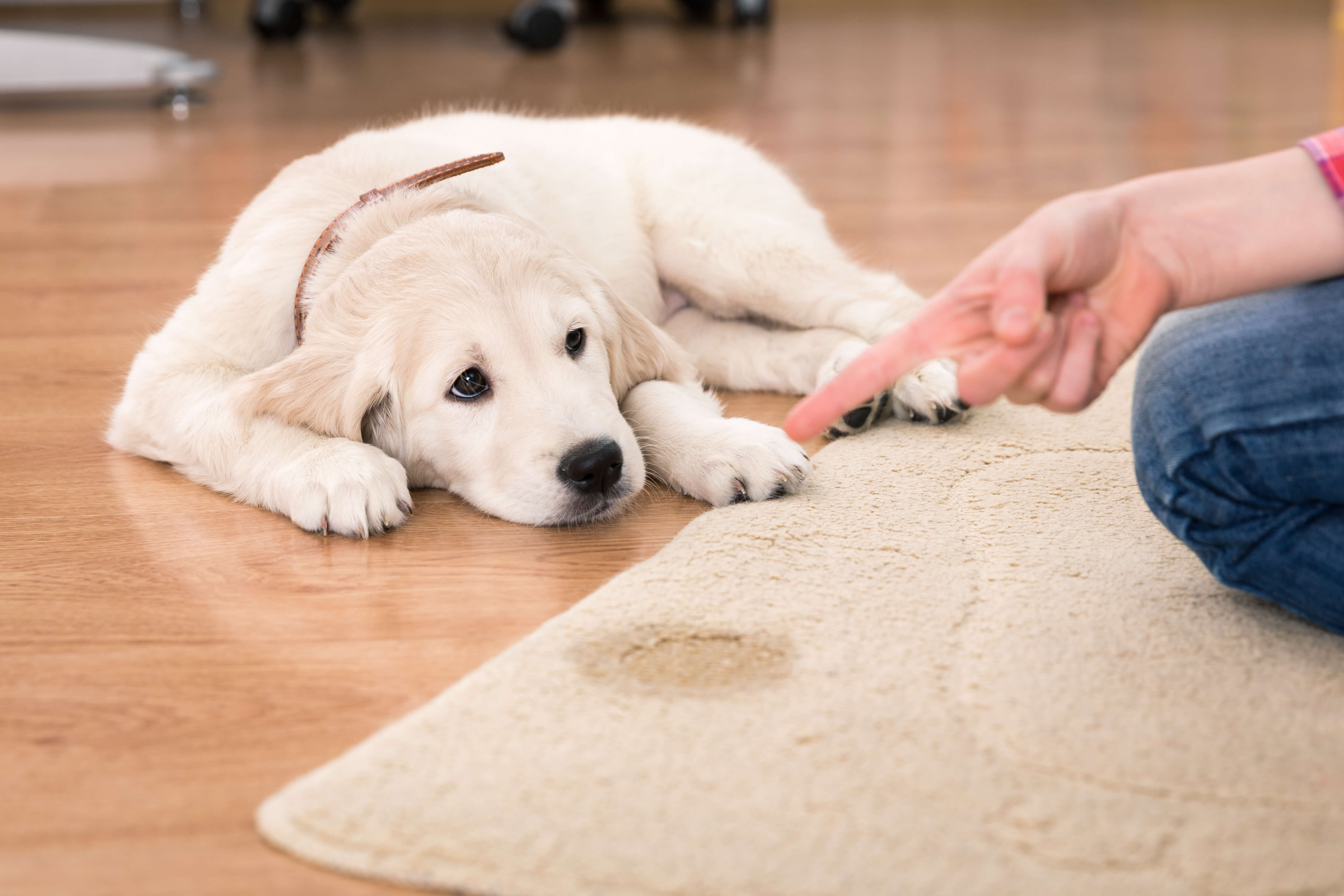 Separation Anxiety in Dogs How To Soothe Your Pup