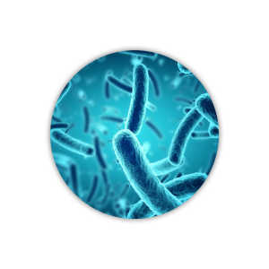 Bifidobacterium longum