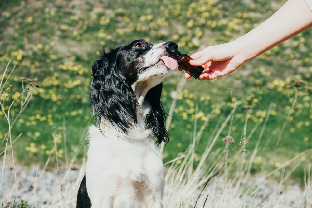 Your Guide on CBD Oil for Dogs With Arthritis 3 CBD Oil for Dogs With Arthritis