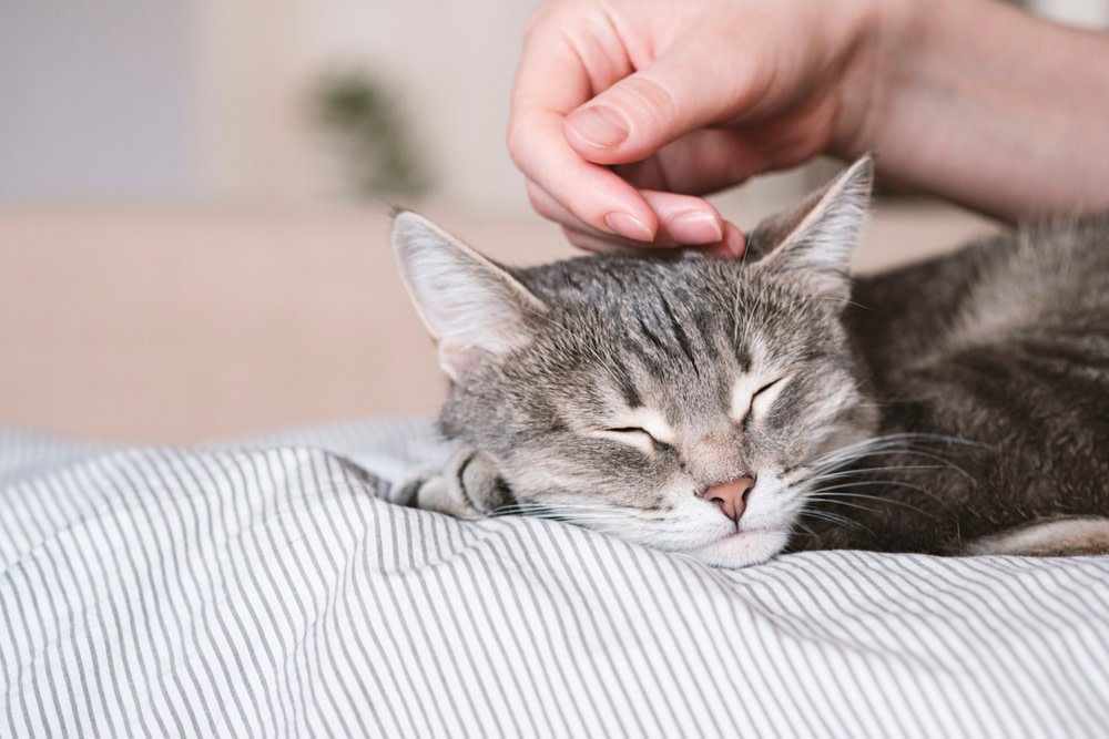 Everything You Need to Know about Digestive Enzymes For Cats 1 Digestive Enzymes For Cats