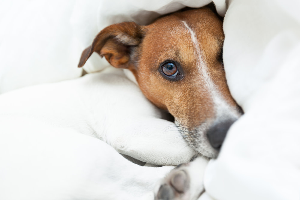 CBD Dog Treats For Pain: Benefits and Uses 1 CBD Dog Treats for Pain