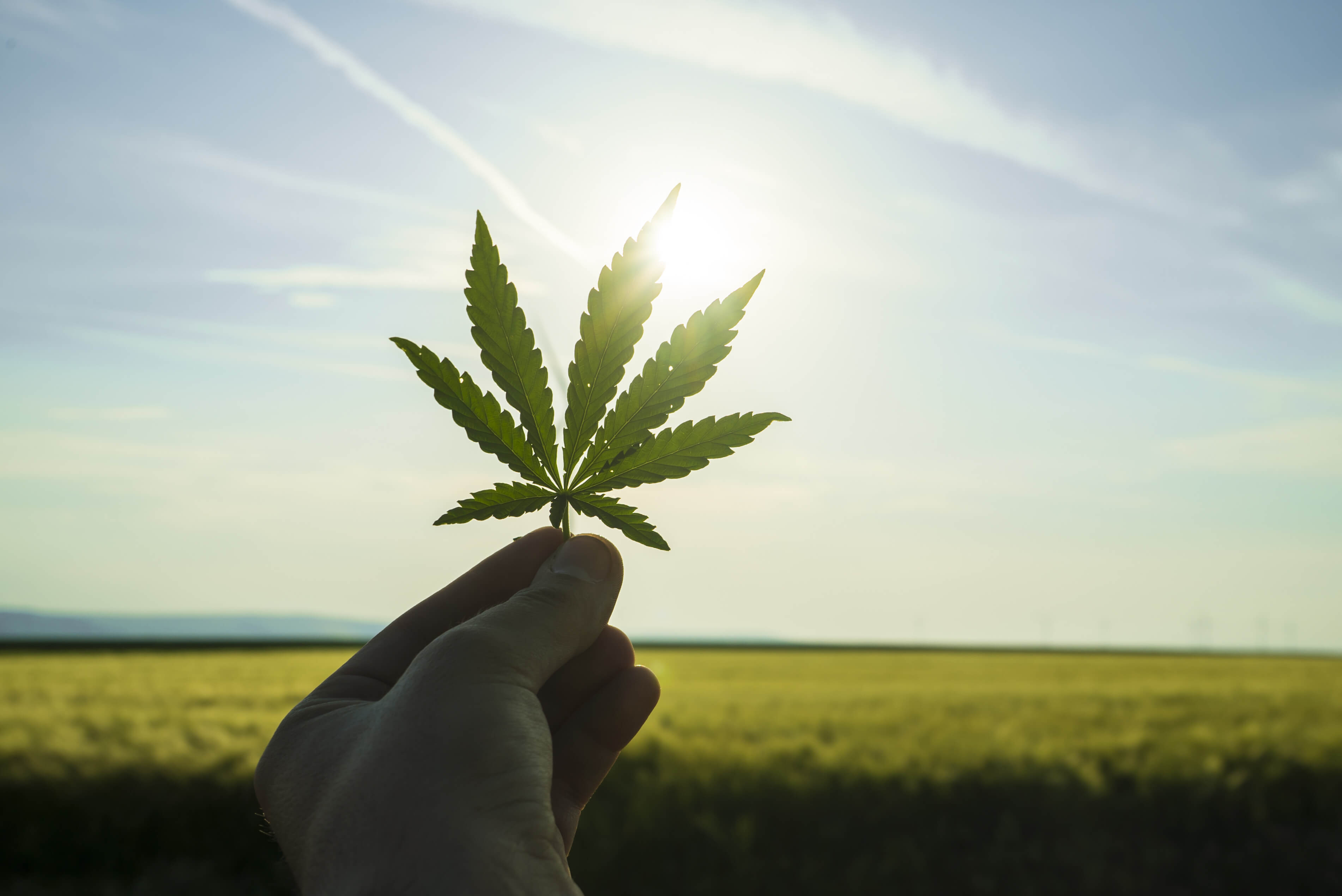 CBD vs THC: Know The Key Differences 3 Someone holding a cannabis leaf up toward the blue sky.