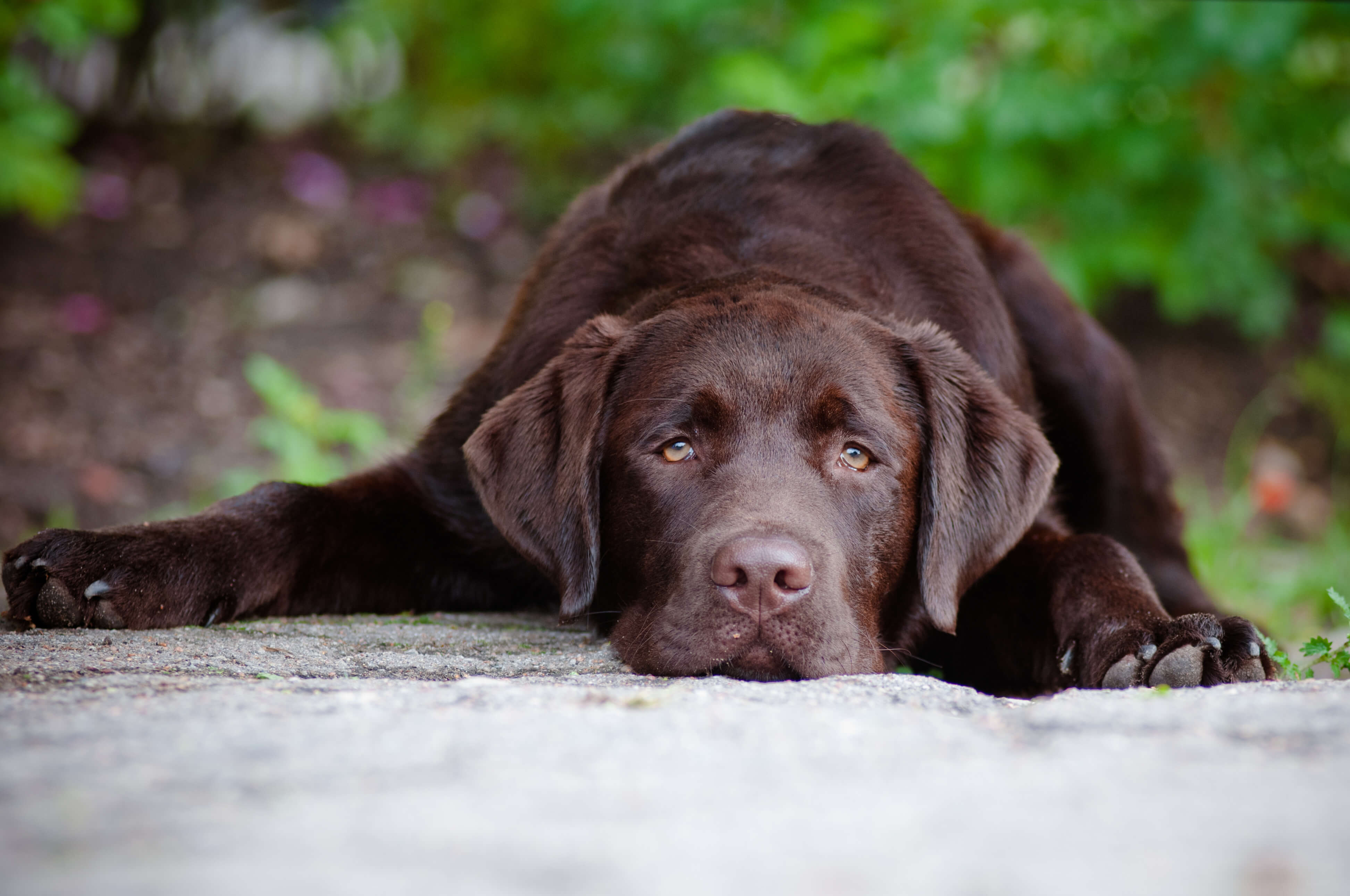 Hip Dysplasia in Dogs: Everything You Need to Know 3 sad labrador laying down