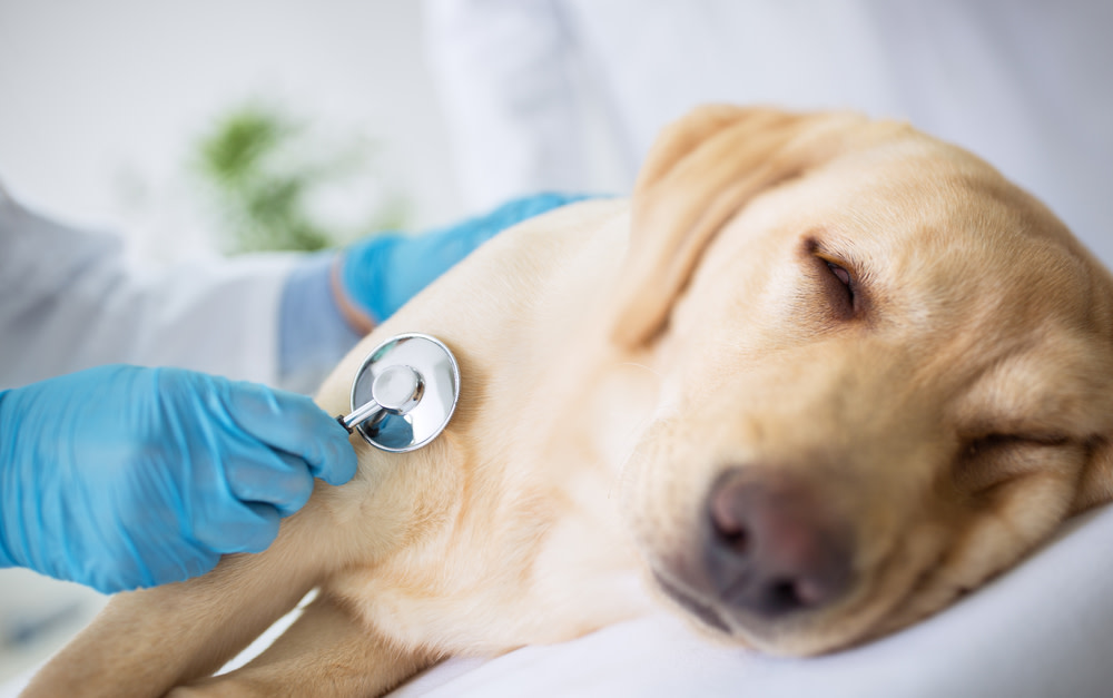 How Bloat Happens in Dogs and What to do About it 4 dog at the vet for bloating