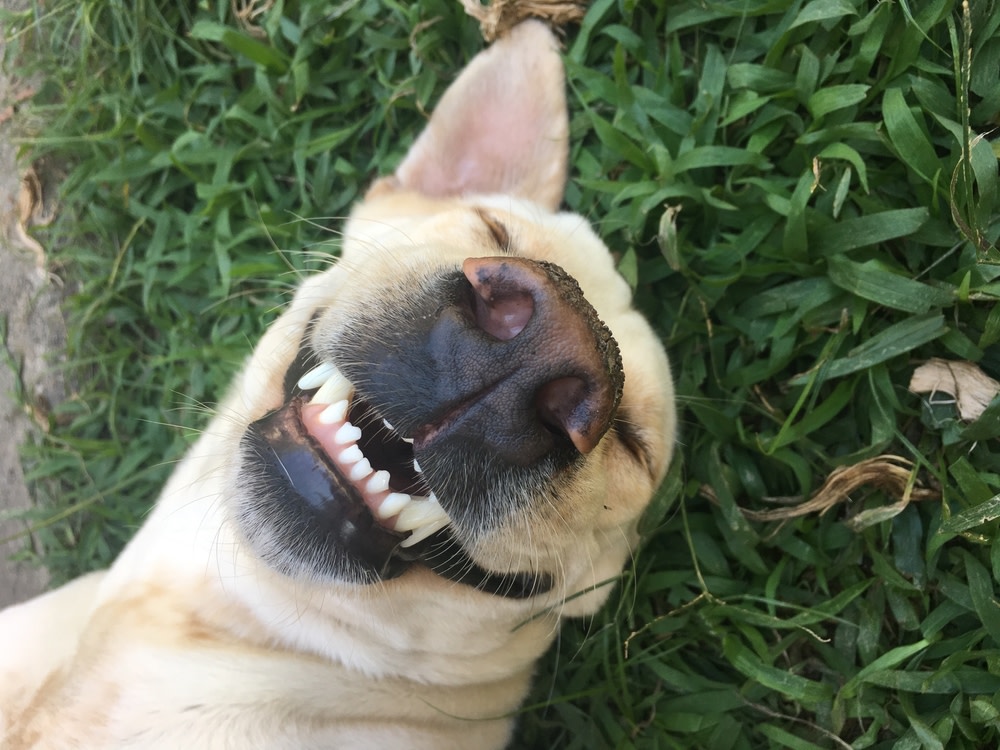 Homemade Dog Toothpaste: Tasty And Effective Recipes To Try At Home 1 Homemade Dog Toothpaste