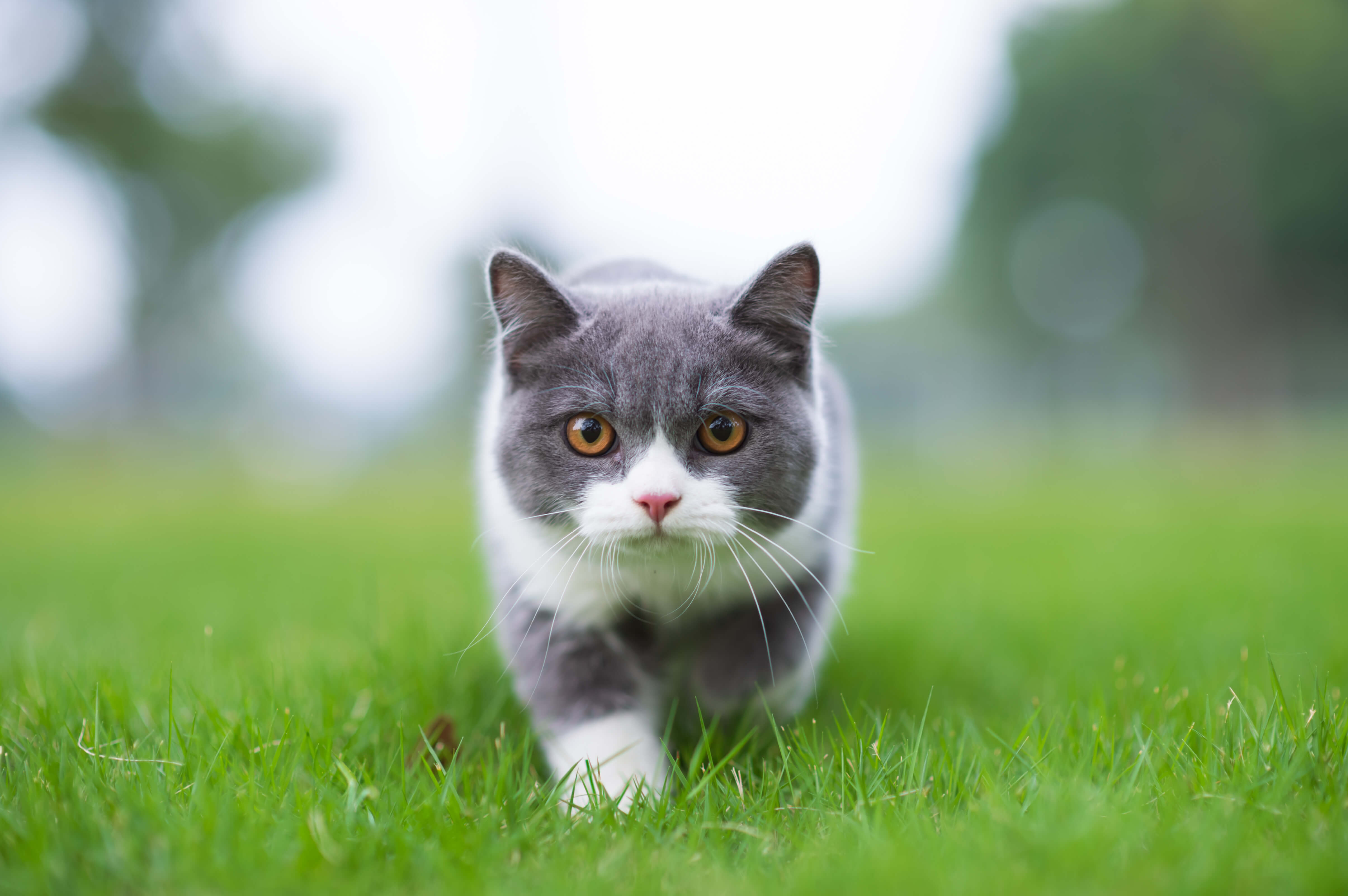 Cat Seizure: A Step-By-Step Guide 3 cat walking seriously