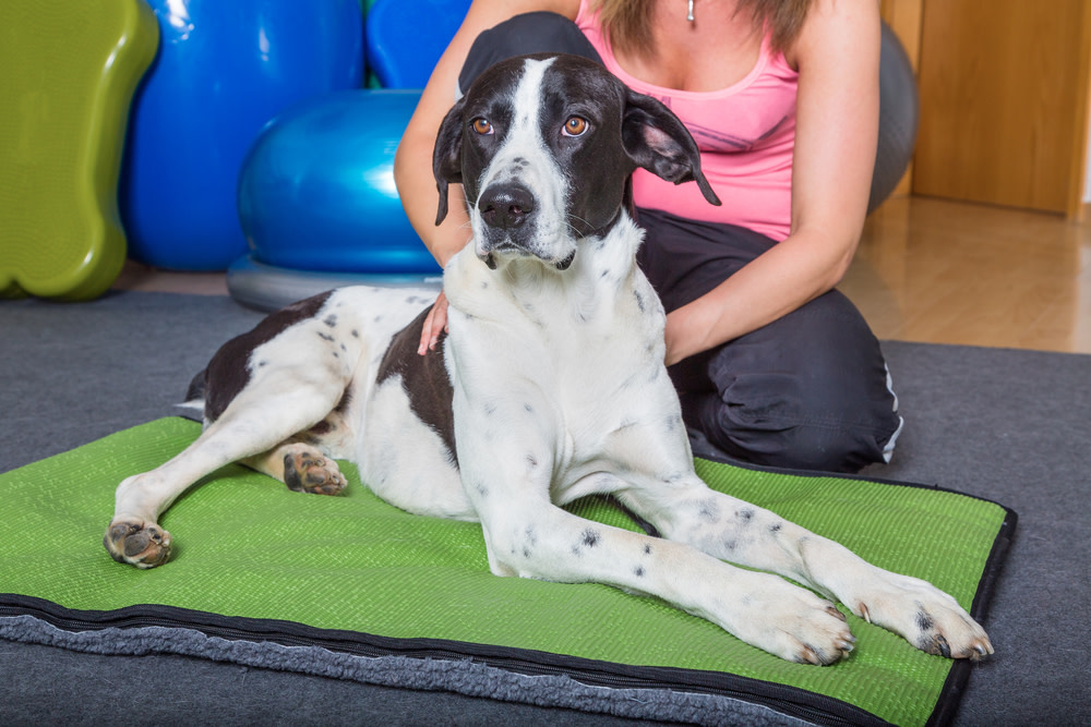 Dog Massage: 10 Amazing Benefits for Your Dog 3 dog massage techniques