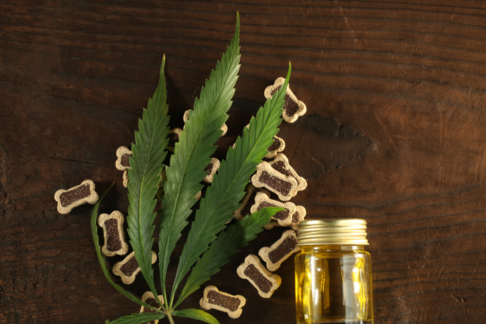 Hemp Oil Vs. CBD Oil For Dogs: Differences, Uses, and Benefits 3 Buying Hemp Oil for Dogs