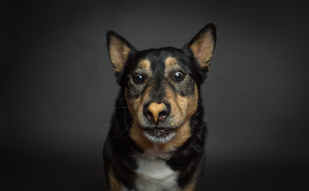 CBD Peanut Butter For Dogs: A Healthy Addition to Your Dog's Diet 5 dog excited for peanut butter