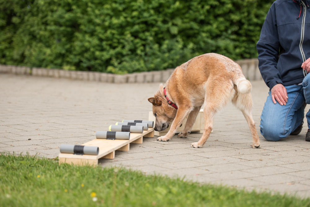 14 Spectacular Dog Sports Your Canine Companion Will Love 5 dog scent work