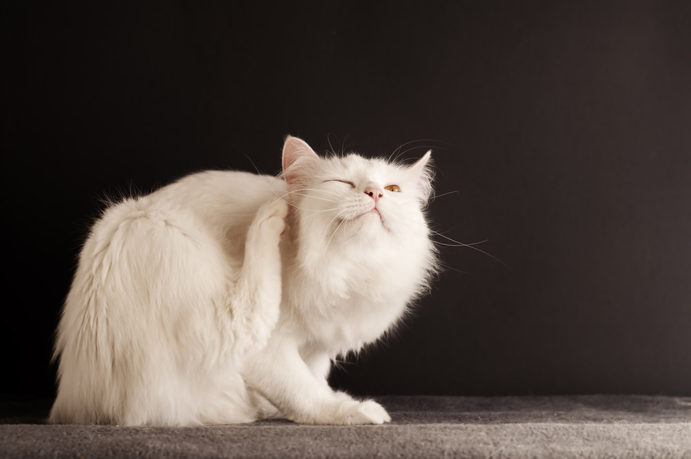 Cat Health Issues: The Ones You Need To Know About 2 Health Issues in Cats
