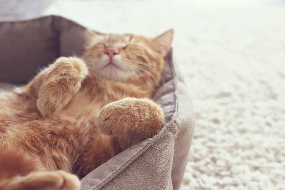 How To Calm Your Anxious Cat 4 calm sleeping cat