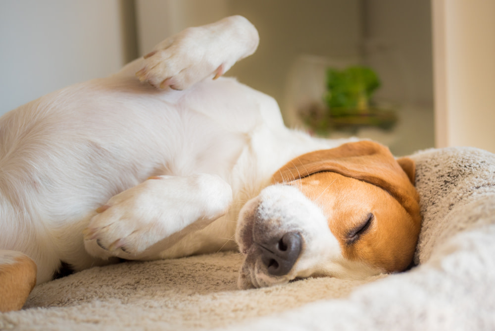 Dog Massage: 10 Amazing Benefits for Your Dog 2 massage benefits for dogs