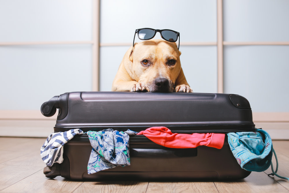 What to Know About Dog Anxiety 2 dog anxious about traveling