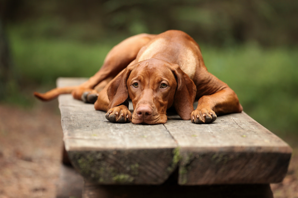 Everything You Need to Know About CBD Dog Treats For Arthritis 1 CBD Dog Treats for Arthritis