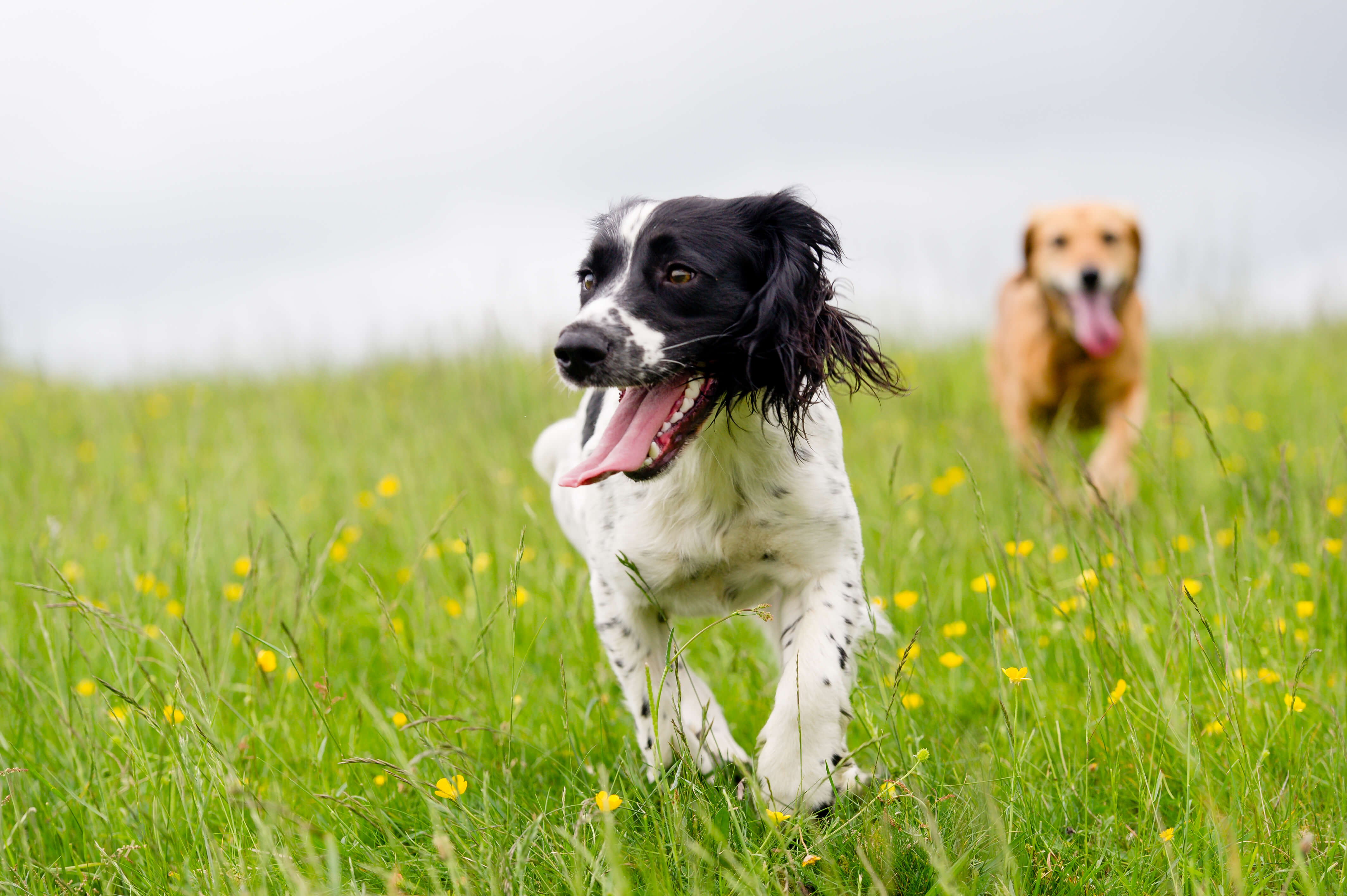 Mobility vs Relief: Which CBD is Right For Your Dog? 3 A springer spaniel and a mixed breed brown dog running in a field of yellow flowers.