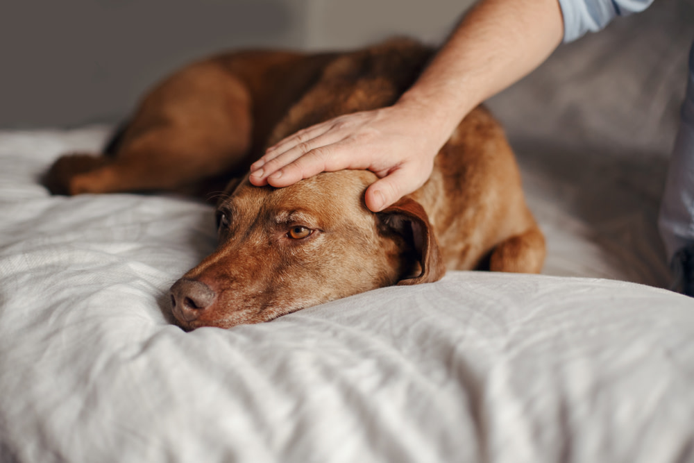Your Guide to CBD Dog Treats for Seizures 1 CBD Dog Treats for Seizures