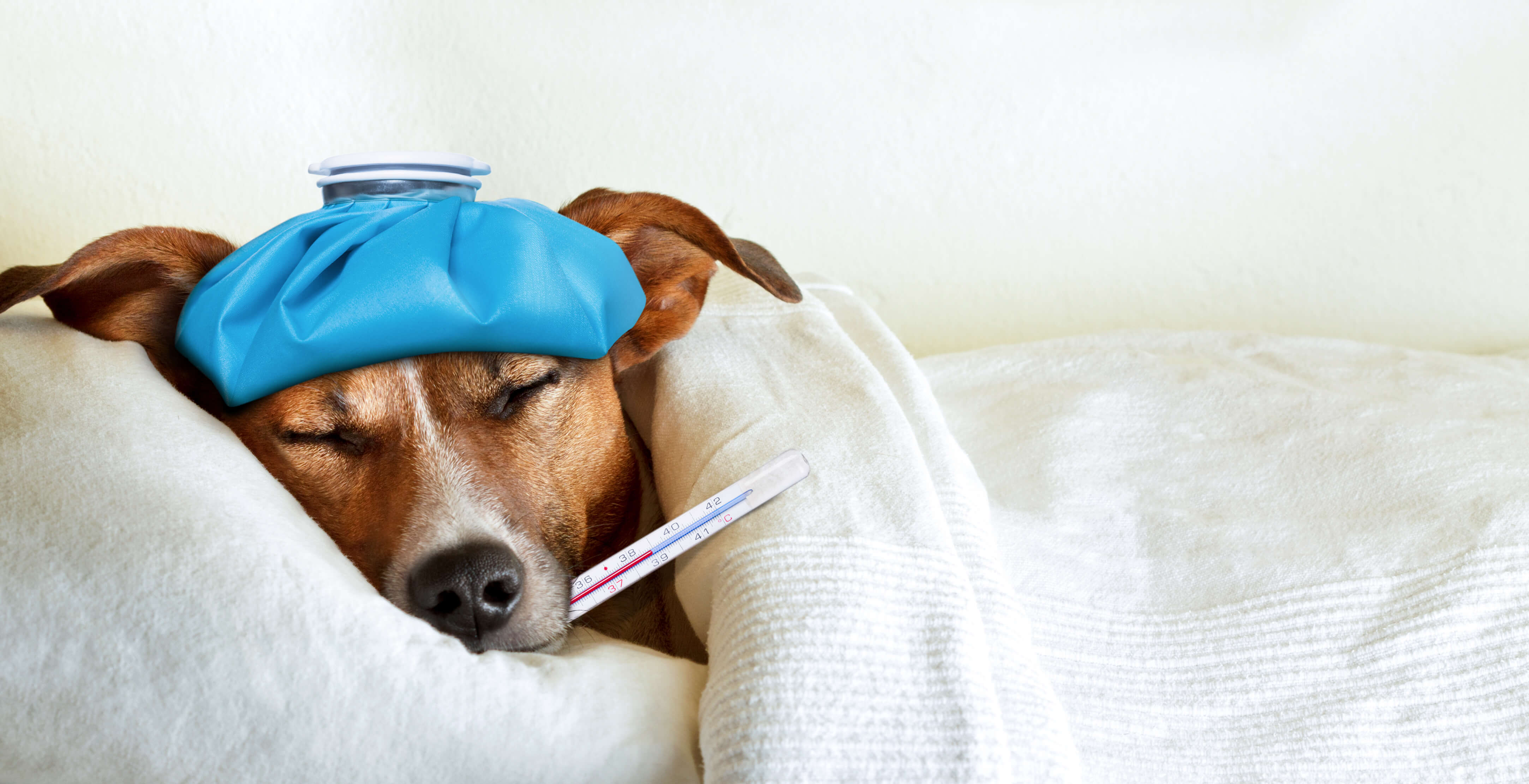 sick dog with thermometer 