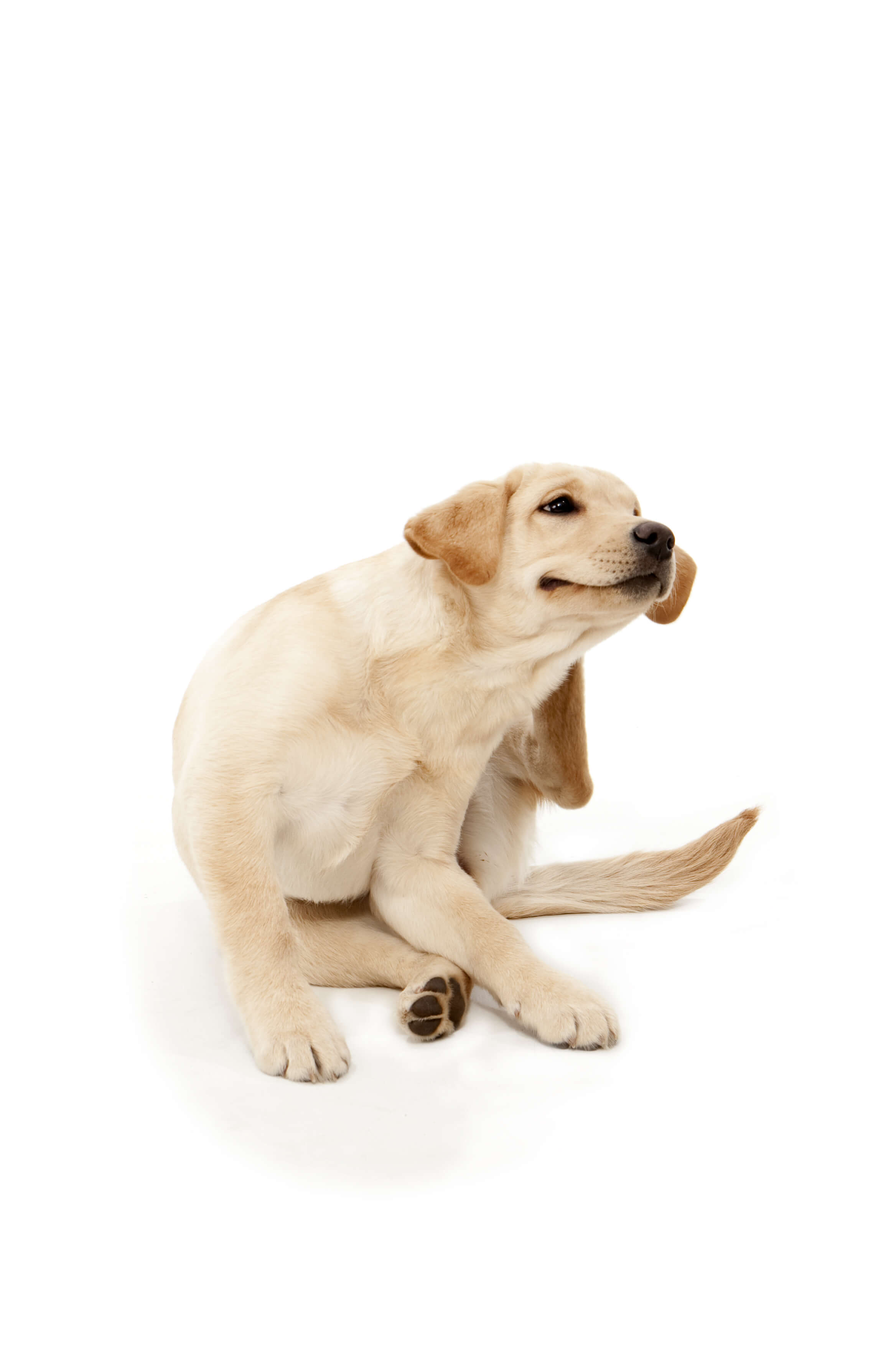 Dog Dandruff: A Definitive Guide 1 dog scratching its ear