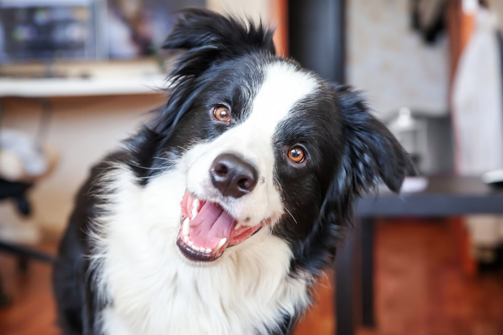 CBD Peanut Butter For Dogs: A Healthy Addition to Your Dog's Diet 3 How Can CBD Peanut Butter Help My Dog