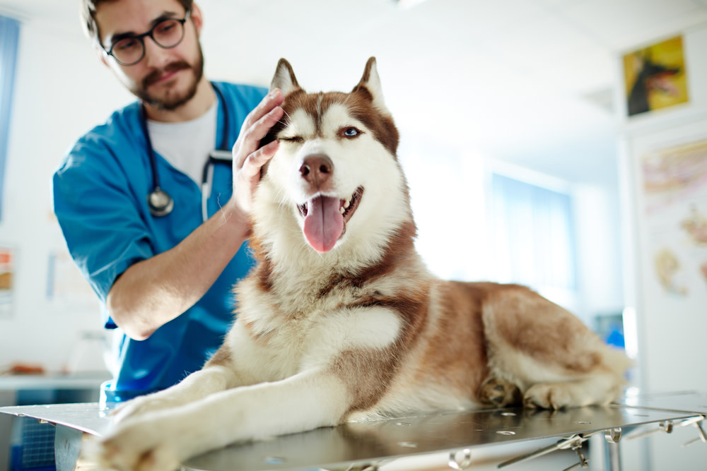 How to Shrink a Dog’s Tumor: 11 Different Ways 1 Types of Tumors in Dogs