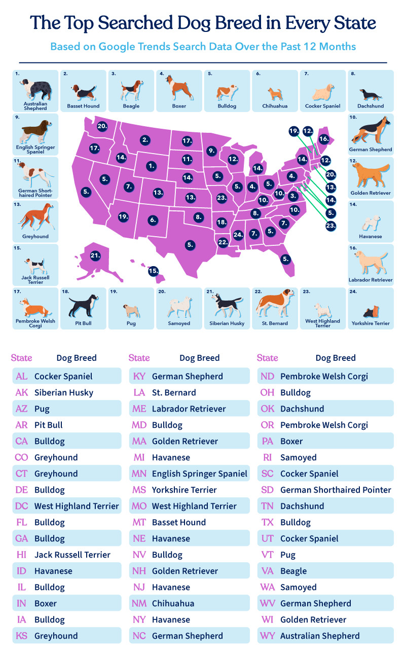 The Top Searched Dog Breed in Every State 2 Top Searched Dog Breeds by State
