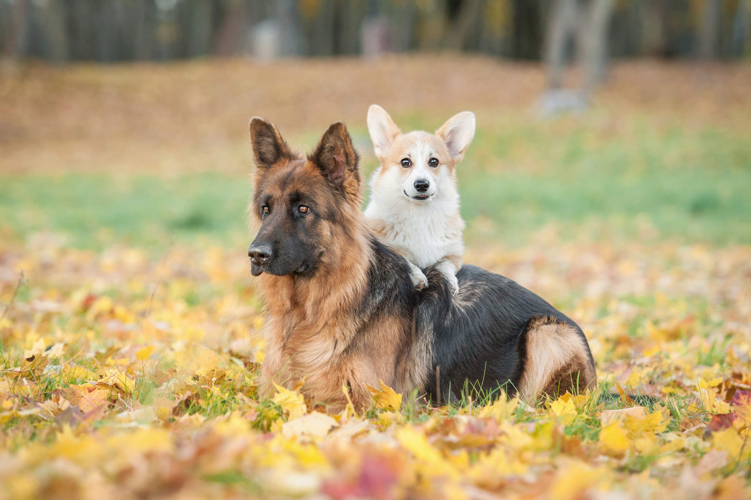 Dog Shedding: How To Stop The Fur Frenzy 2 german shepherd and corgi laying down together