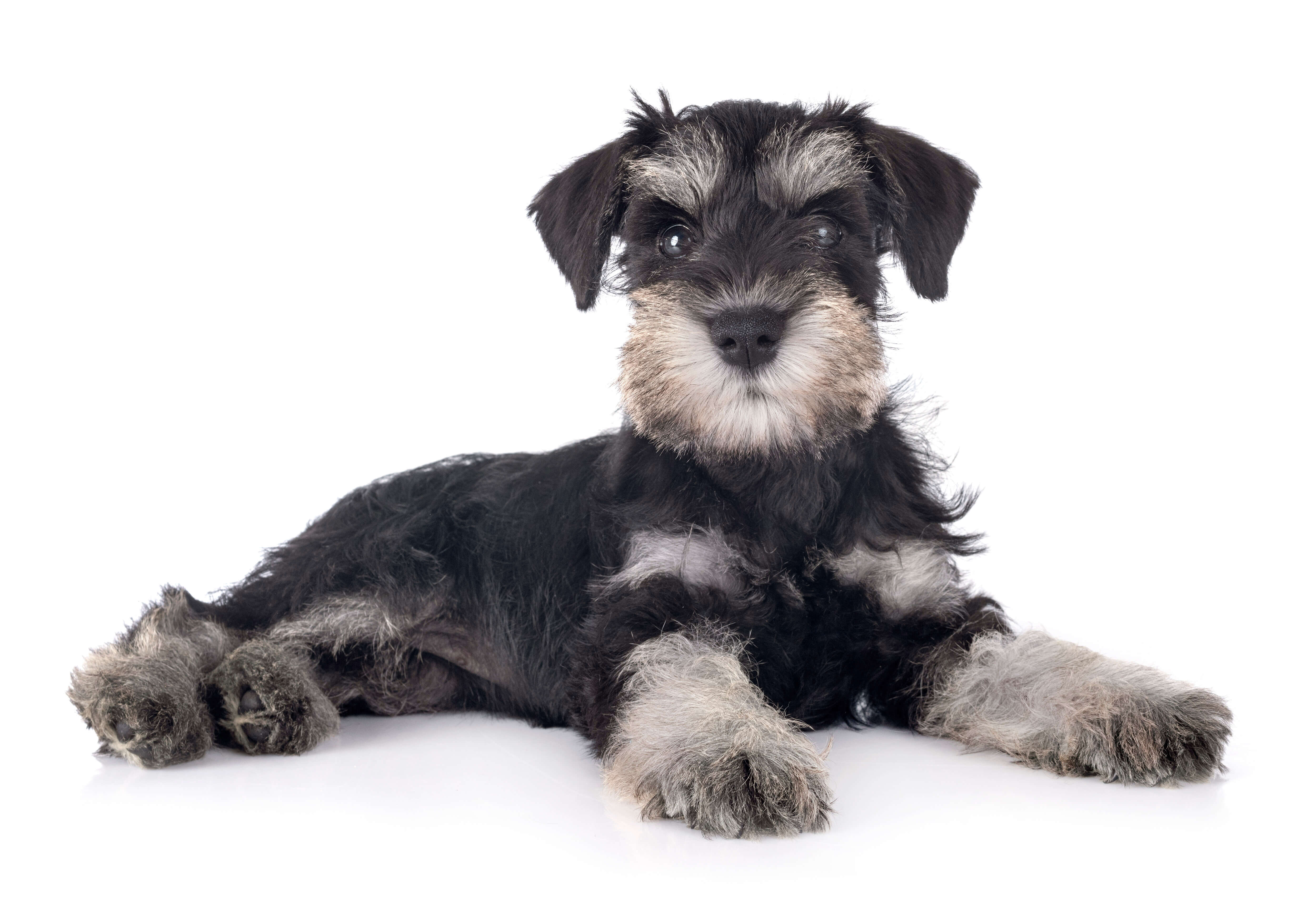 Dog Shedding: How To Stop The Fur Frenzy 3 baby schnauzer laying down