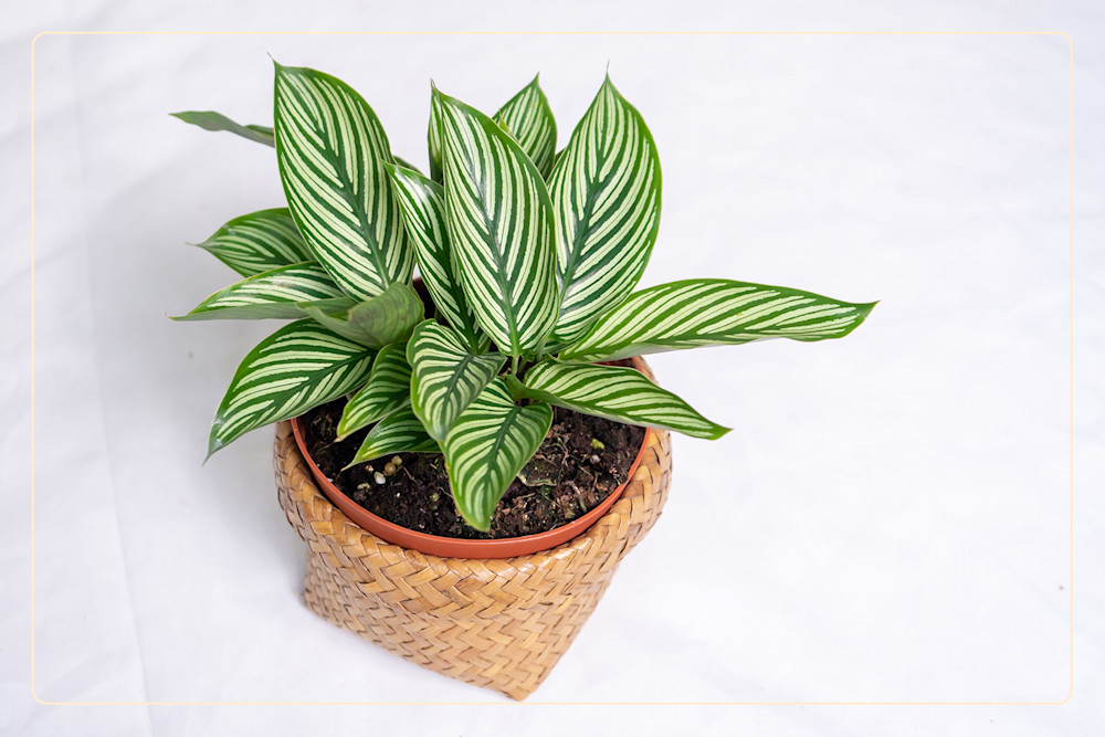 50 PetSafe Plants + Their Health Benefits For Owners