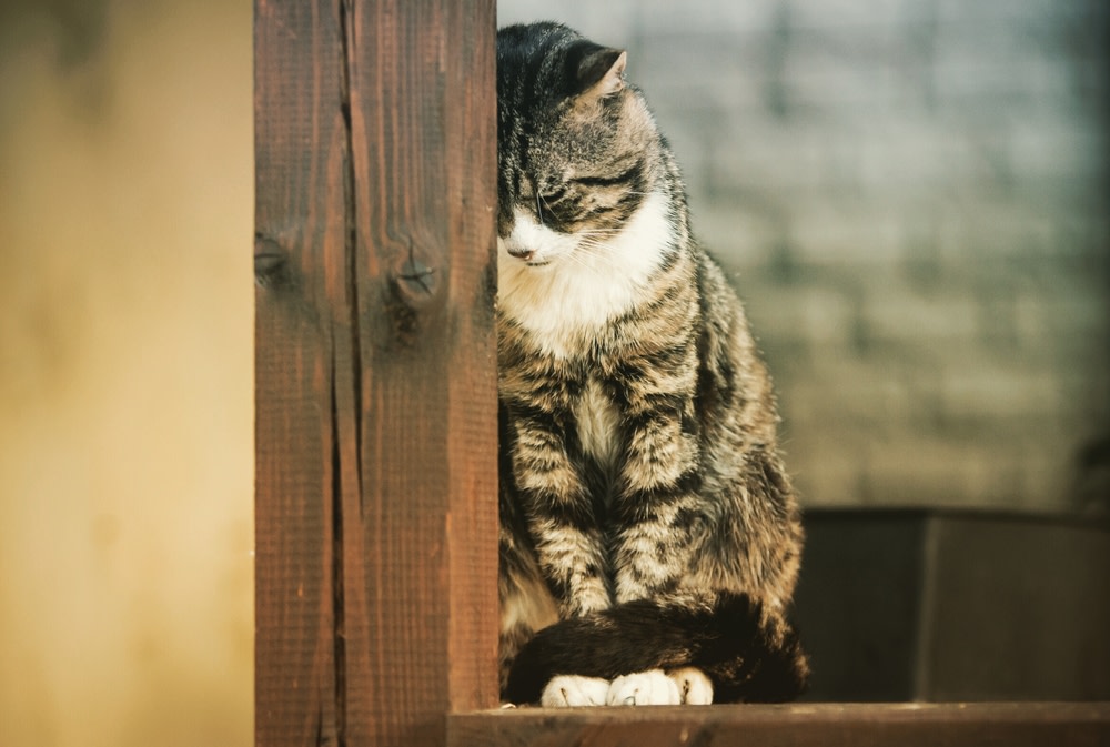 Cat Depression: Nine Signs Of Depression In Cats 1 cat depression
