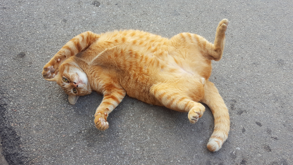 Obese Cat: How To Keep Your Furry Feline Healthy 2 fat cat