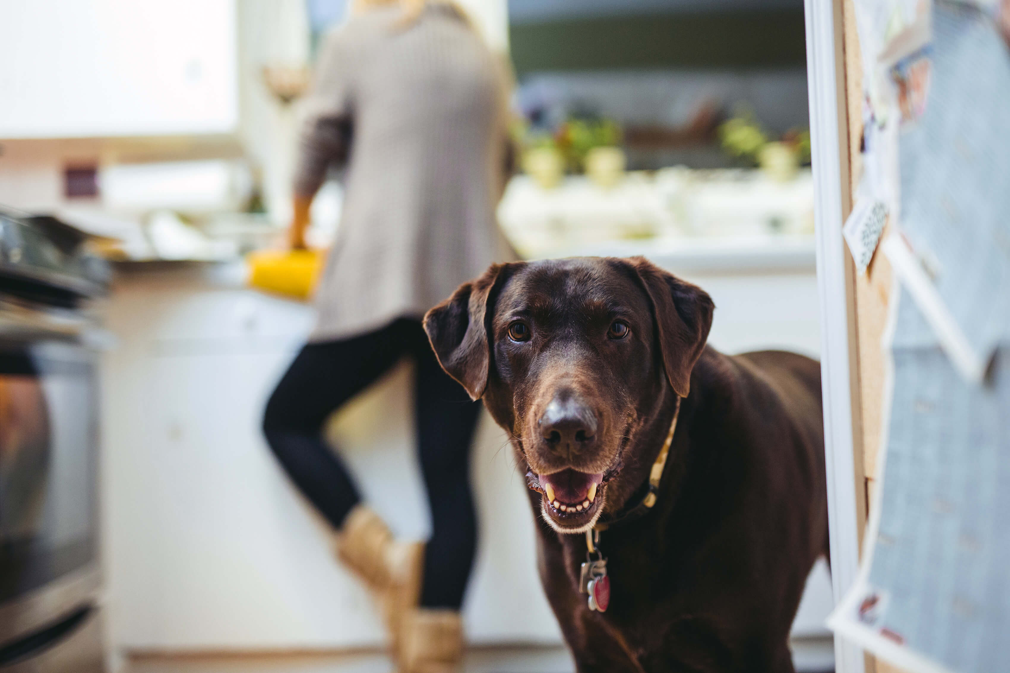 CBD vs THC: Know The Key Differences 7 Chocolate Labrador in the kitchen.