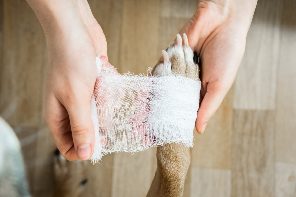CBD Dog Treats For Pain: Benefits and Uses 2 dog paw in pain