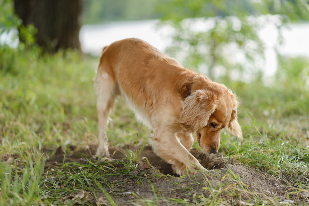 14 Spectacular Dog Sports Your Canine Companion Will Love 4 earthdog training