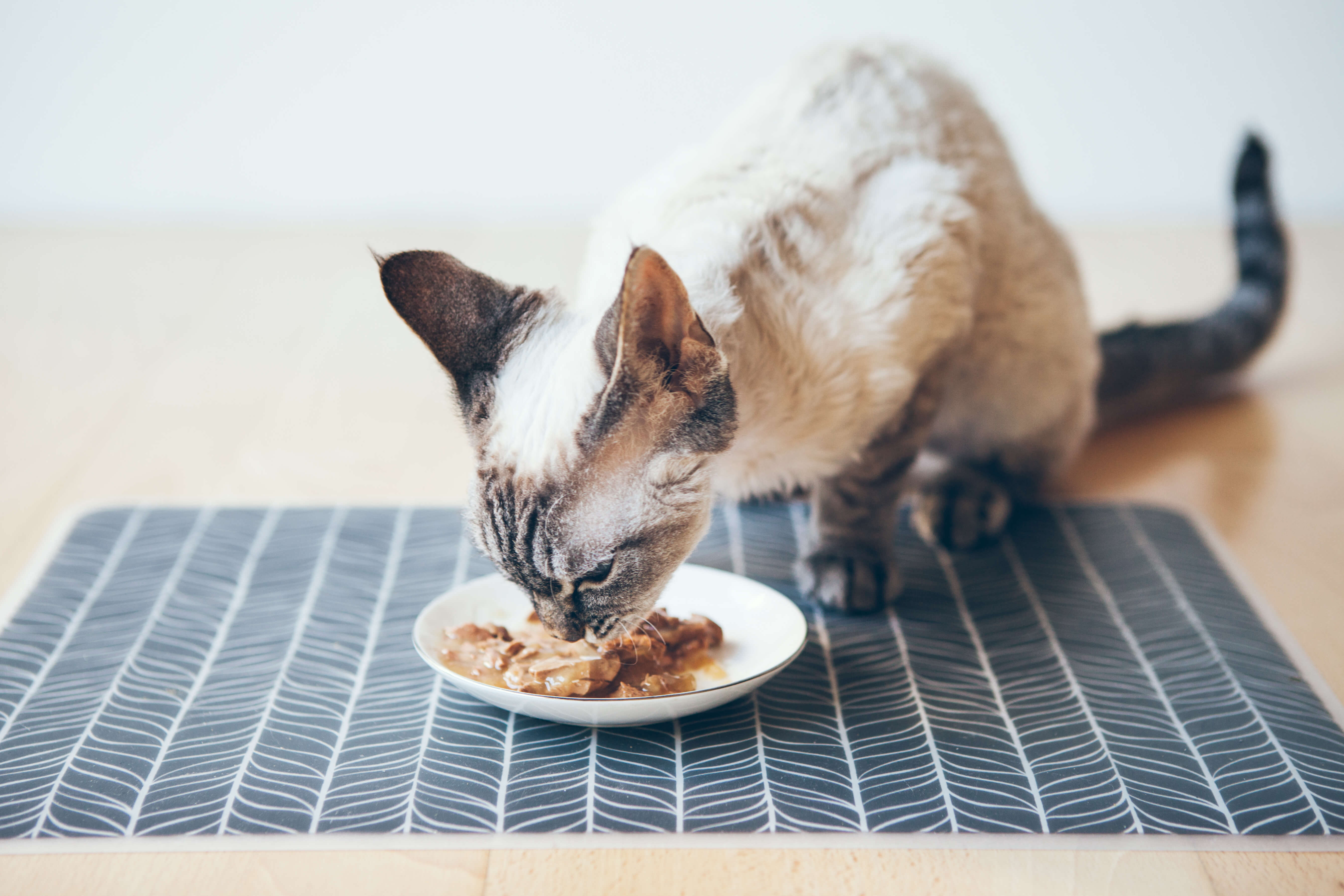 Cat Vomiting: How To Tell If It's Serious 4 cat eating off plate