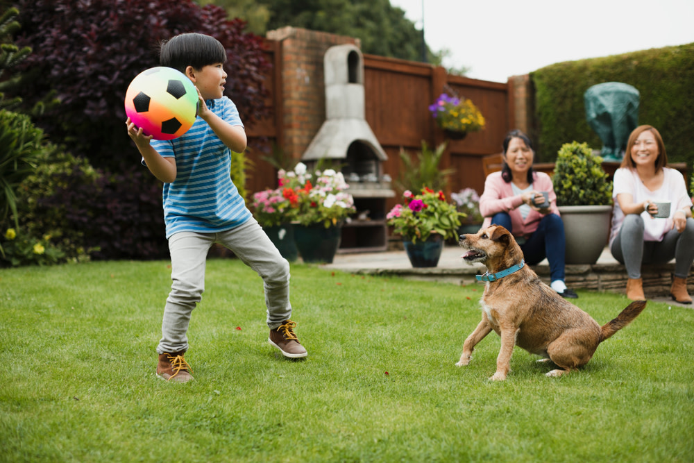 How to Teach a Dog to Fetch: 7 Simple Steps 5 playing fetch