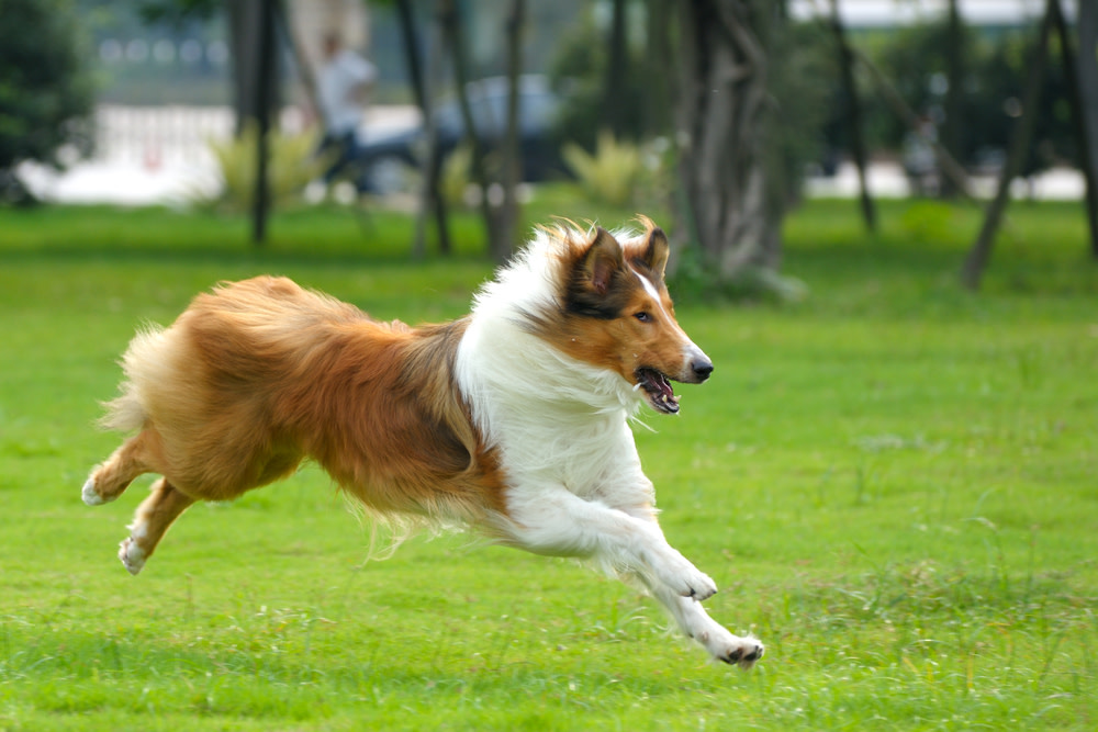 The Top 10 Best Joint Supplements for Dogs 1 best joint supplement for dogs