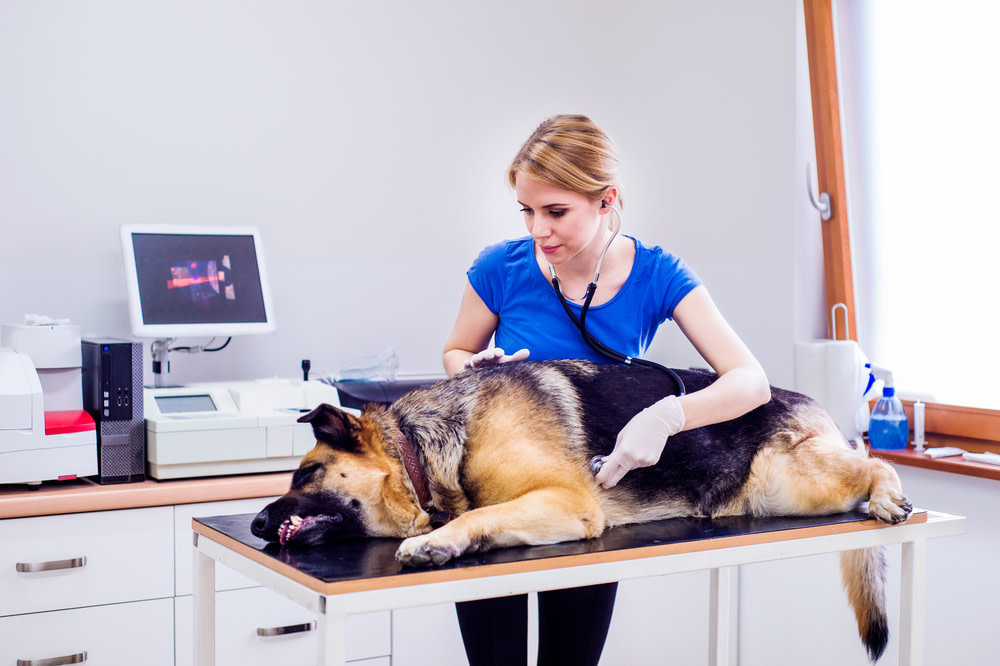 What To Do When Your Dog Has An Upset Stomach 3 dog with upset stomach vet appointment