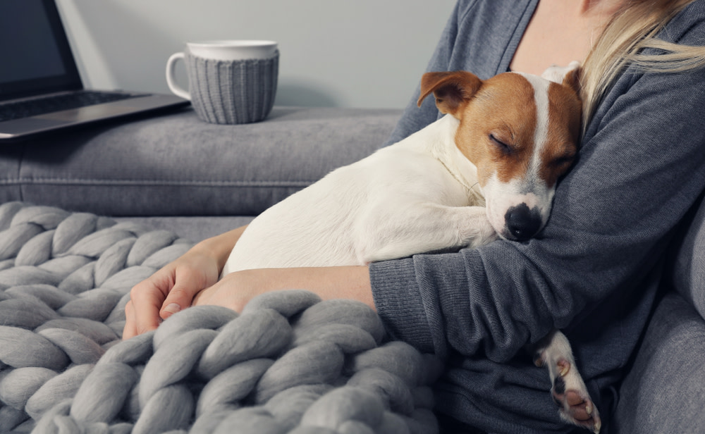 CBD Calming Dog Treats: Uses, Benefits, and More 2 The Benefits of Calming Dog Treats