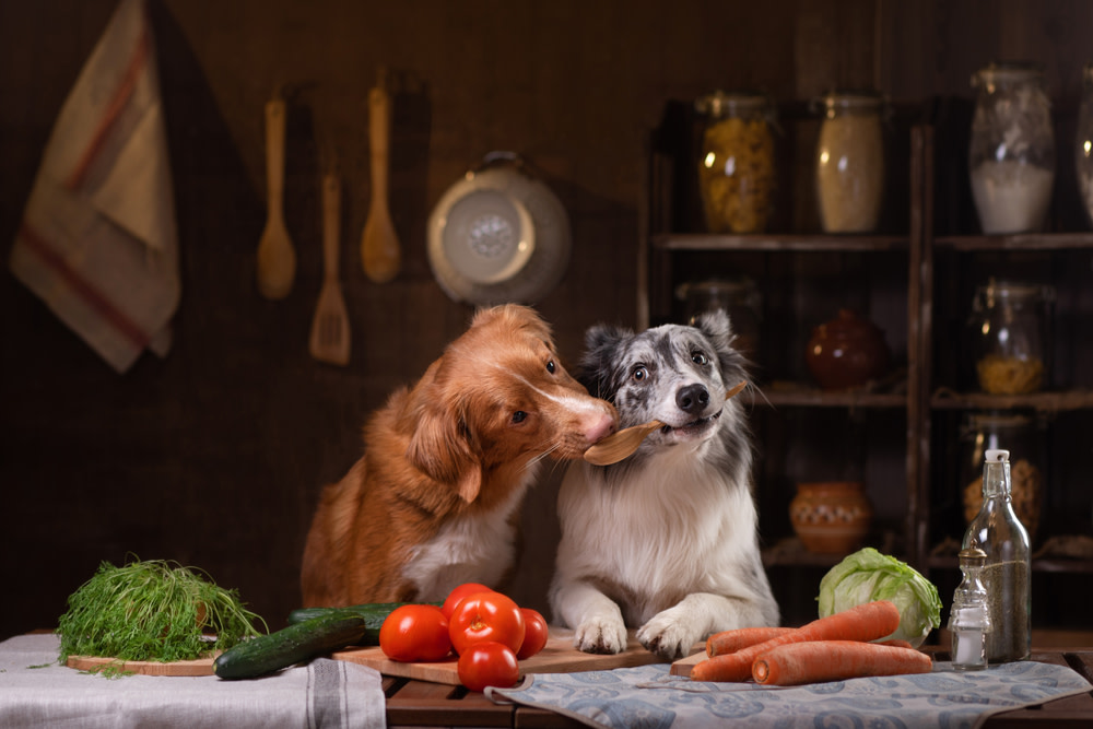 What You Need To Know About Antioxidants For Dogs 4 Daily Supplements for Antioxidants