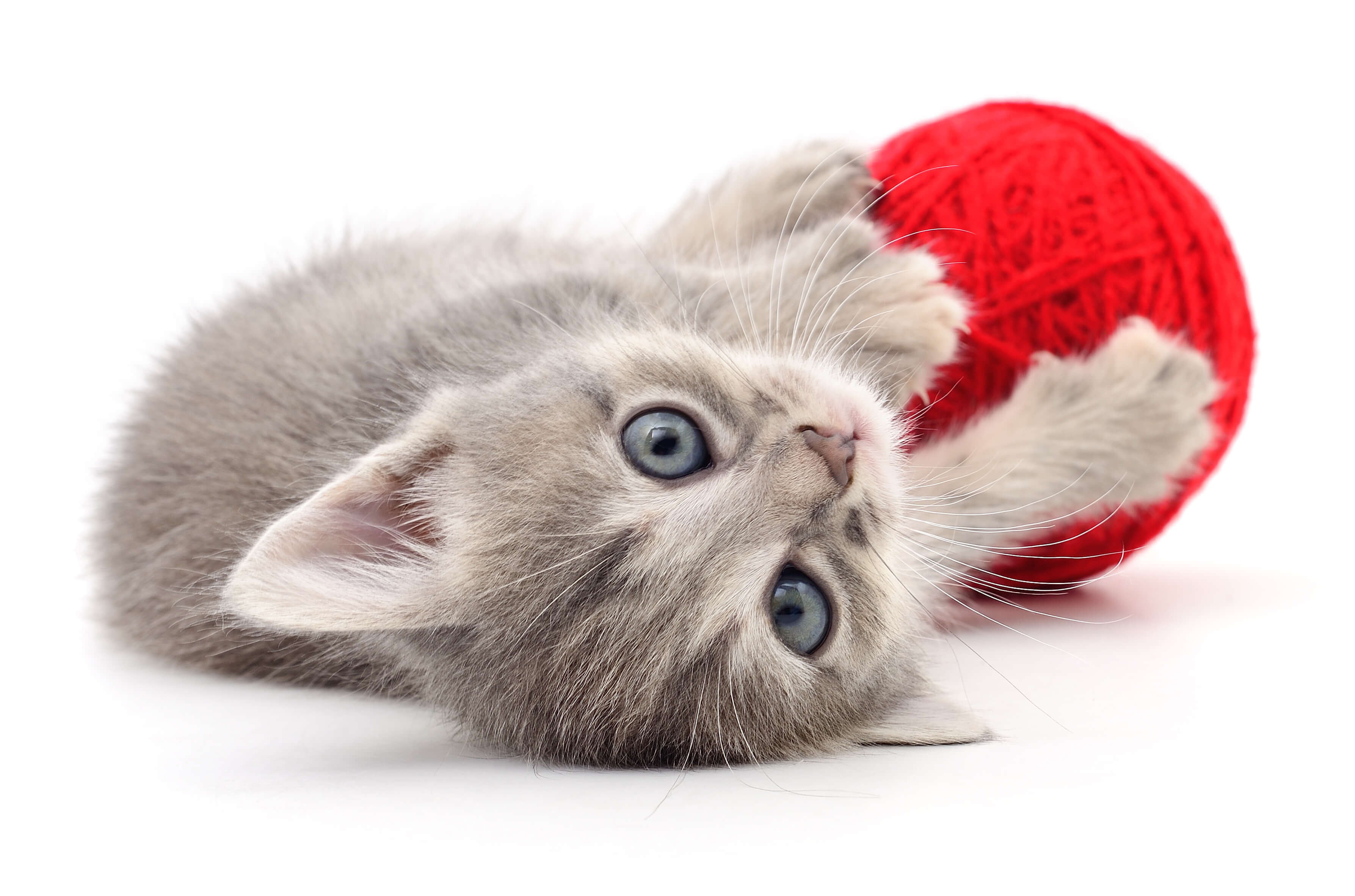 Cat Eye Discharge: A Comprehensive Guide 5 happy healthy cat