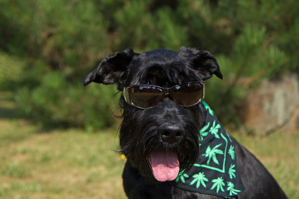 CBD Oil For Glaucoma in Dogs: How to Help Your Canine 3 Dogs in a Glaucoma Treatment Plan