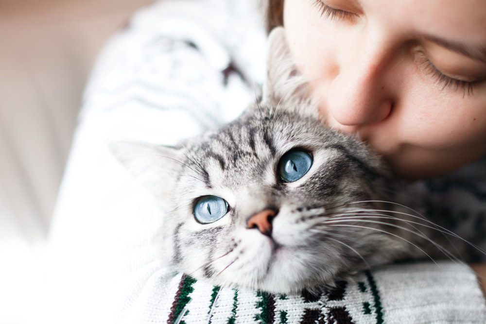 Four Ways To Soothe Your Grieving Cat 1 pet parent soothing a grieving cat