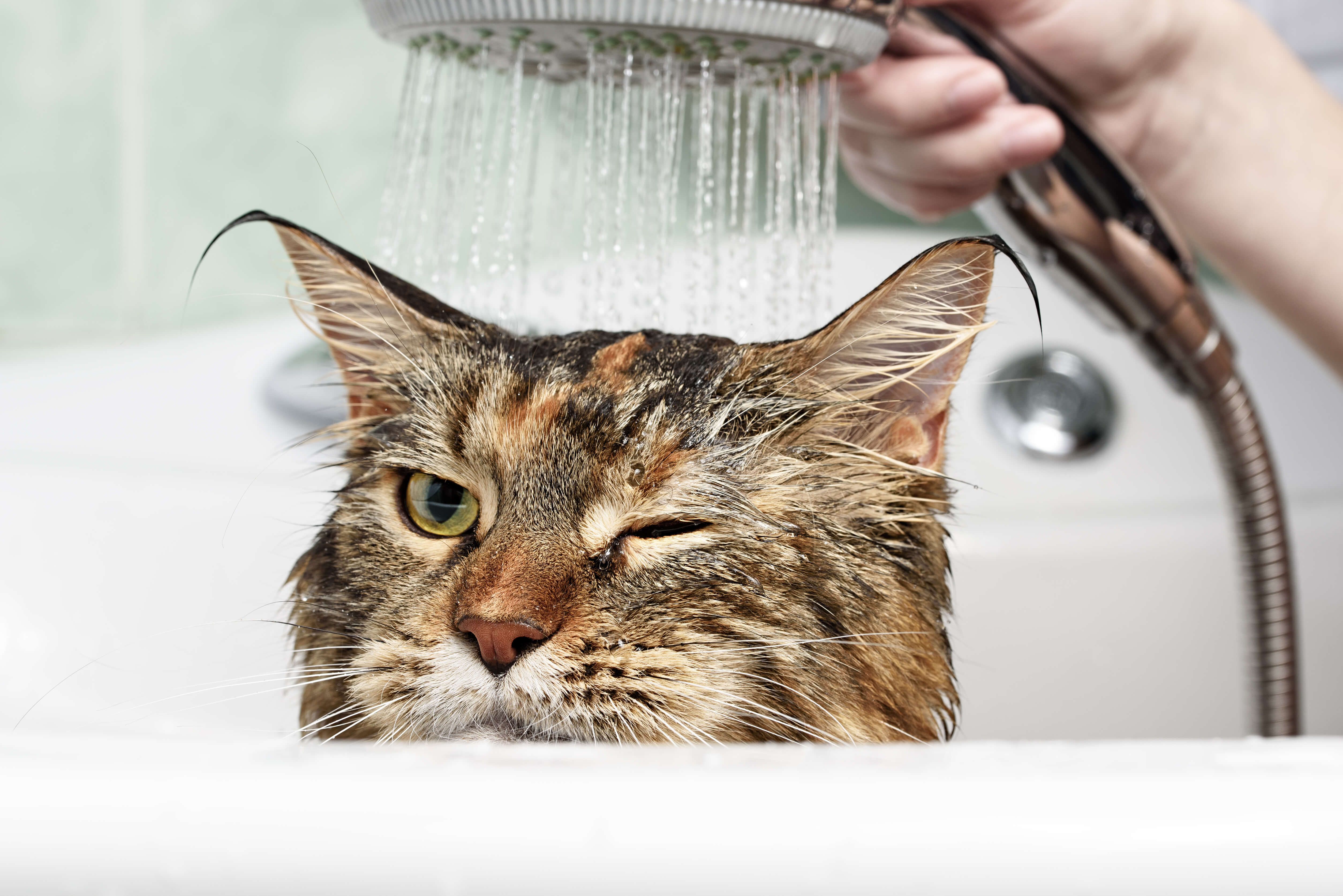 Cat Dandruff: Know The Signs and Symptoms 4 cat being bathed