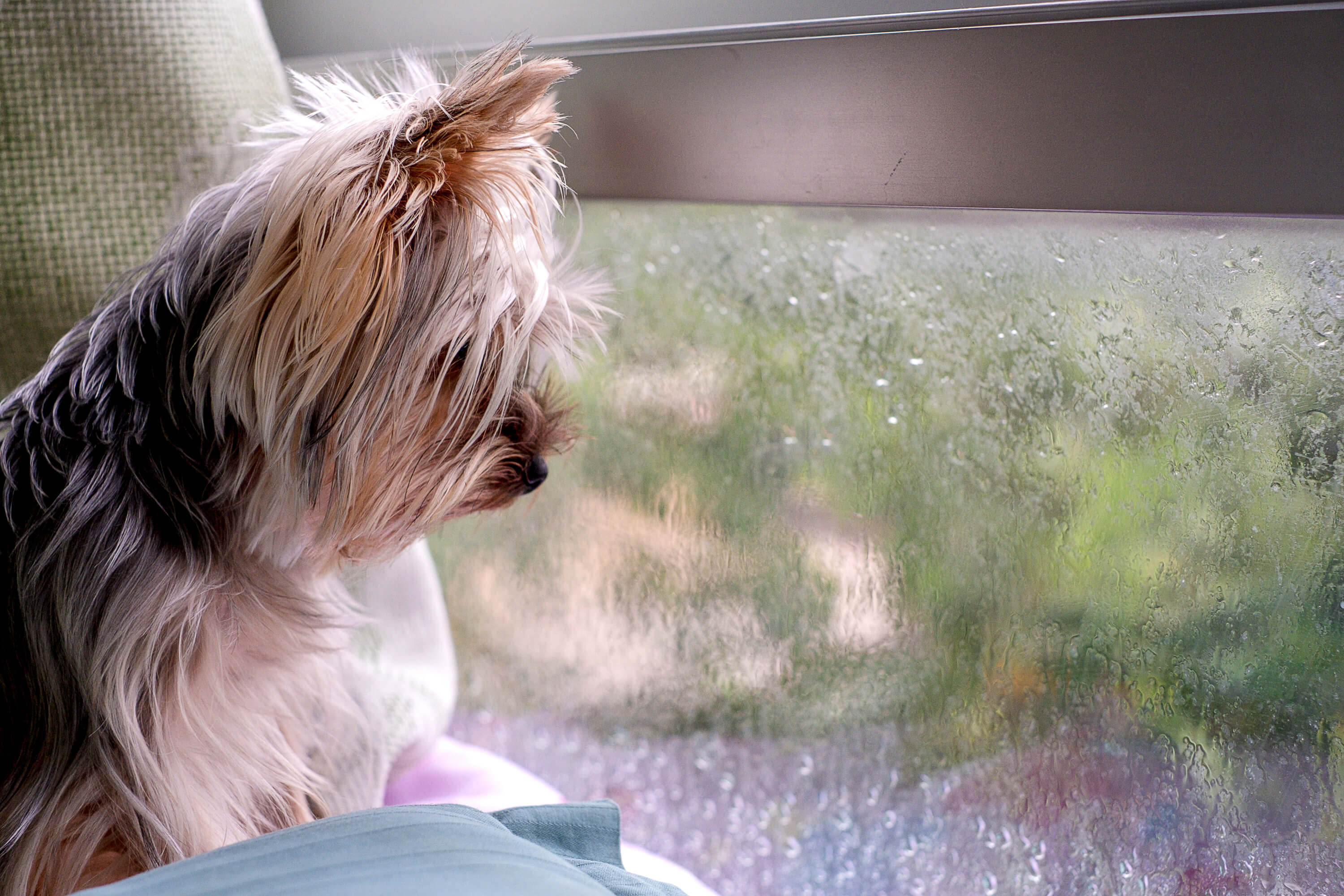 Hurricane Safety for Dogs: How To Protect Your Pup 1 dog looking outside through the window
